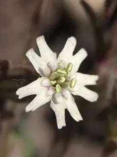 Cascade Alpine Campion thumbnail 2