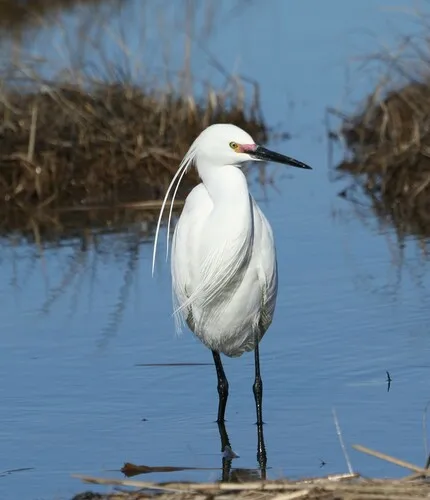 Little Egret