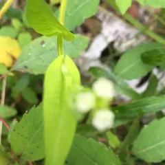 arrow-leaved tearthumb thumbnail 4