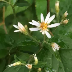 White Wood Aster thumbnail 3