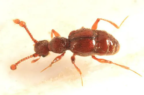 Batrisodes lineaticollis