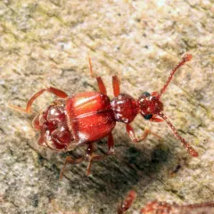 Brachygluta abdominalis thumbnail 2