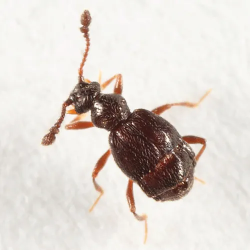 Brachygluta terebrata
