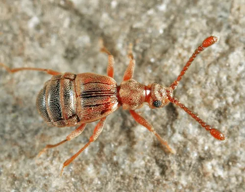 Ctenisodes piceus