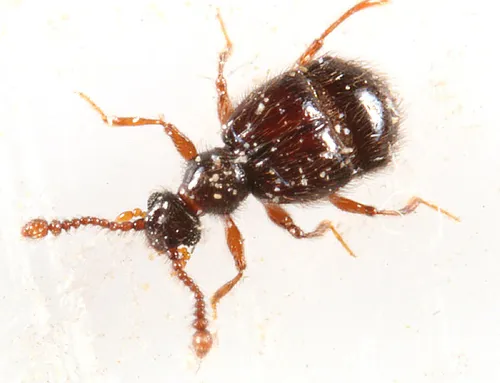 Decarthron abnorme