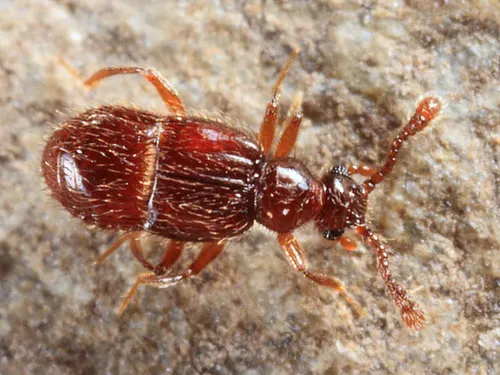 Decarthron longulum