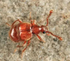Decarthron stigmosum thumbnail 1
