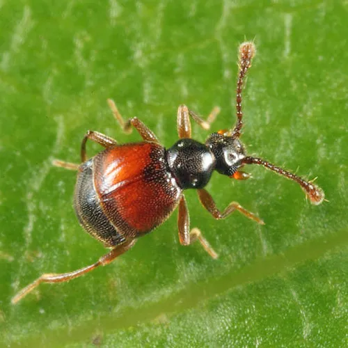 Reichenbachia facilis