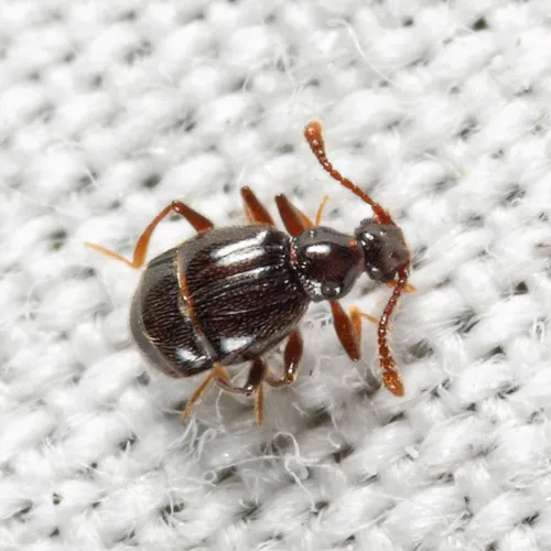 Reichenbachia spatulifer
