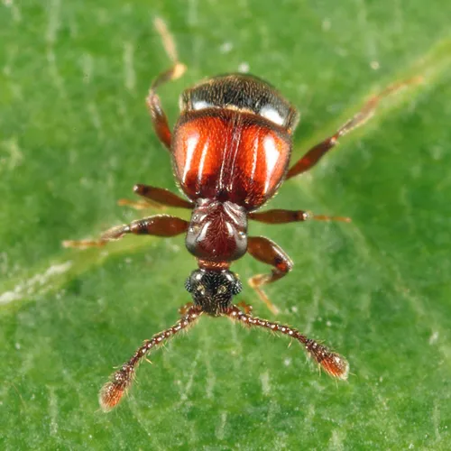 Rybaxis conjuncta