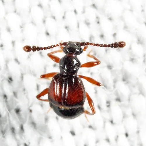 Rybaxis mystica