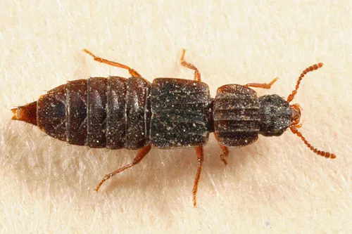 Pseudopsis subulata