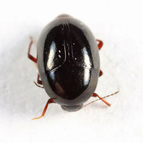Baeocera falsata