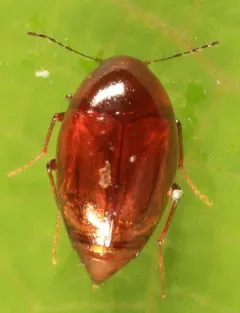 Scaphisoma rubens thumbnail 3