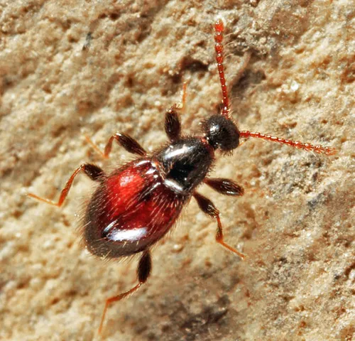Euconnus flavitarsis