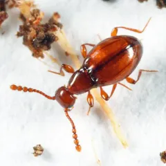 Euconnus rasus thumbnail 3