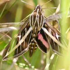 White-lined Sphinx thumbnail 4