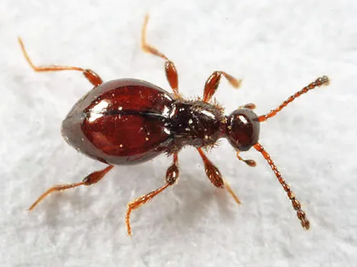 Euconnus salinator