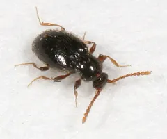 Stenichnus scutellaris thumbnail 2