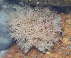 Unexpected Bryozoan thumbnail 2