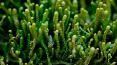 Curled Notchwort thumbnail 1