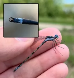 Southern Spreadwing thumbnail 4