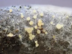 Lasiobolus intermedius thumbnail 2