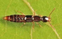 Atrecus americanus thumbnail 2
