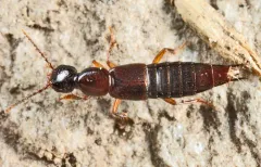 Erichsonius brachycephalus thumbnail 2