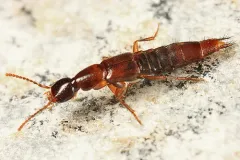 Kneecap Rove Beetle thumbnail 2