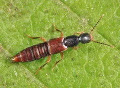 Erichsonius rosellus thumbnail 2