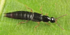 Gabrius fallaciosus thumbnail 2