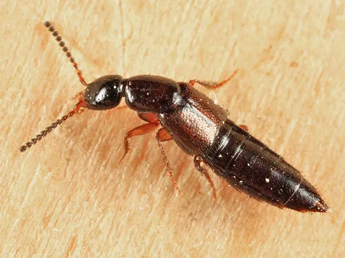 Gabrius microphthalmus