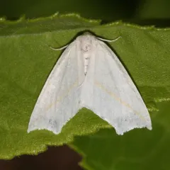 White Slant-line thumbnail 2