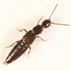 Black-winged Gabius Beetle thumbnail 2