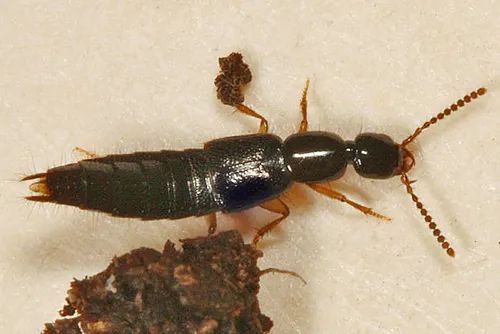 Gabrius splendidulus