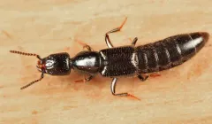 Broken-horned Rove Beetle thumbnail 4