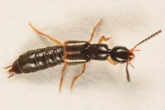 Neobisnius sobrinus thumbnail 3