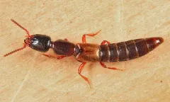 Ed Becker's Rove Beetle thumbnail 2