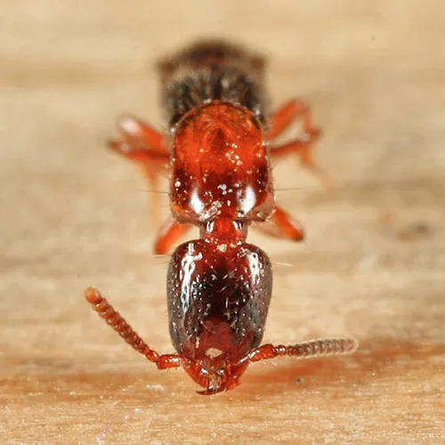 Monstrous Rove Beetle