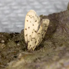 Greya punctiferella thumbnail 3