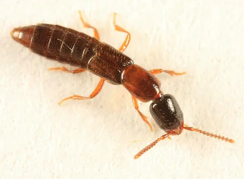 Hooked Rove Beetle