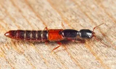 Neohypnus lecontei thumbnail 1