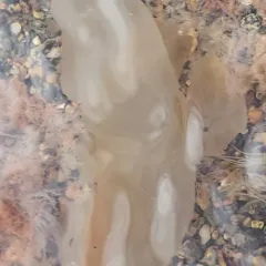 Sea Vase thumbnail 4