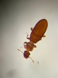 Common Plaster Beetle thumbnail 2