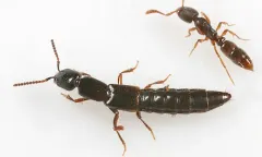 Obscure Rove Beetle thumbnail 2