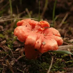 Cantharellus corallinus thumbnail 4