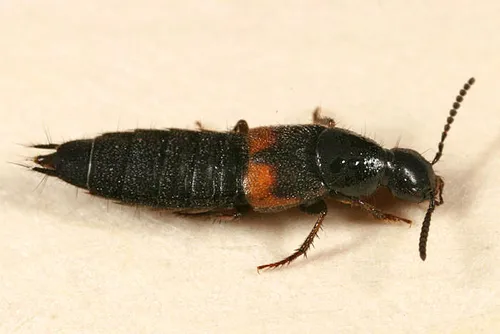 Philonthus caucasicus