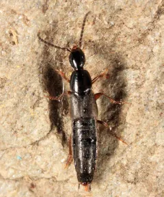 Philonthus couleensis thumbnail 1