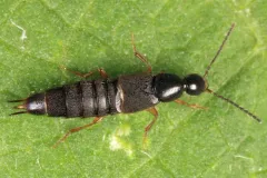 Philonthus flumineus thumbnail 2